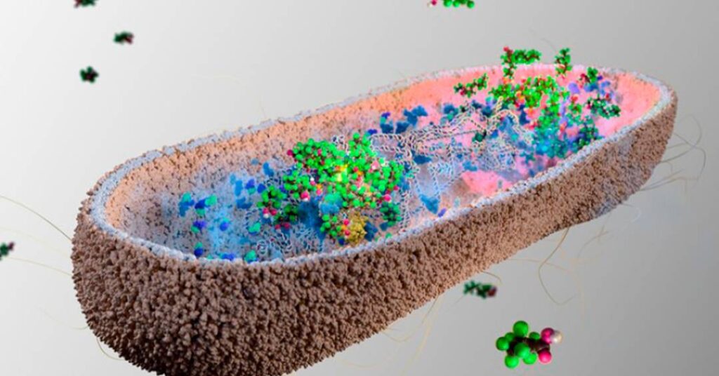 Cientistas descobrem bactérias da microbiota que absorvem “substâncias eternas” (PFAS)