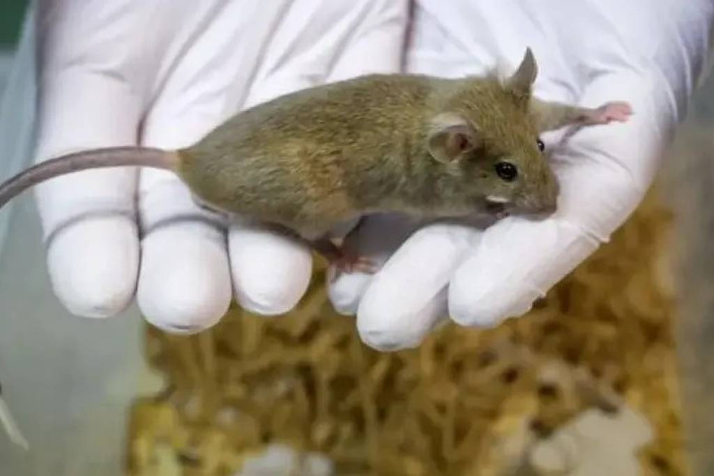 Projeto proíbe uso de animais em testes de cosméticos – 10/07/2025 – Ciência