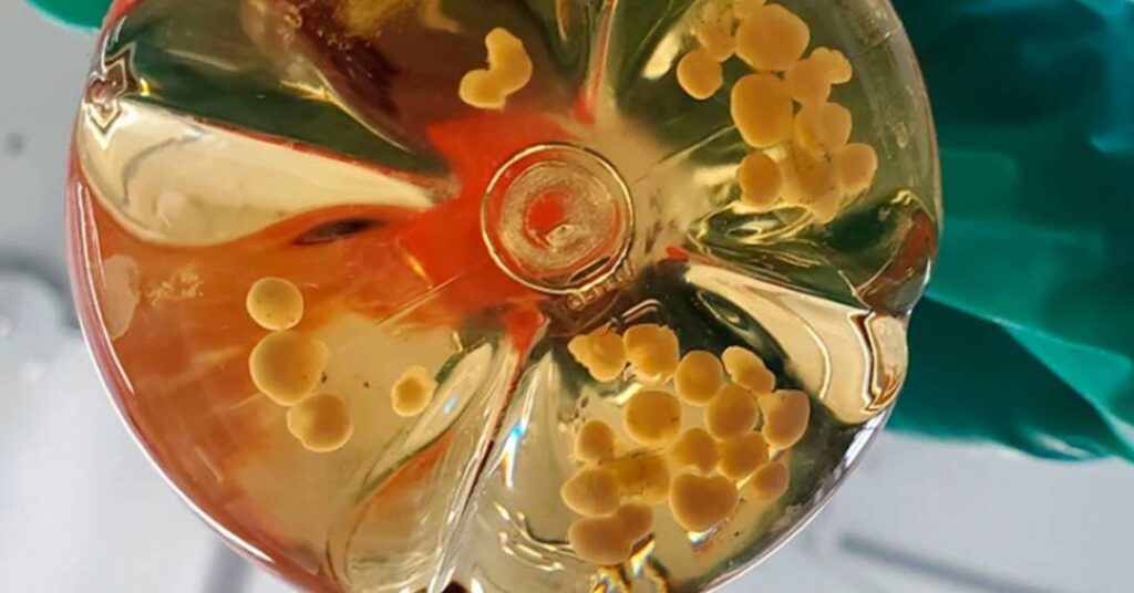 Cientistas criam miniórgãos em laboratório que desenvolvem seus vasos sanguíneos