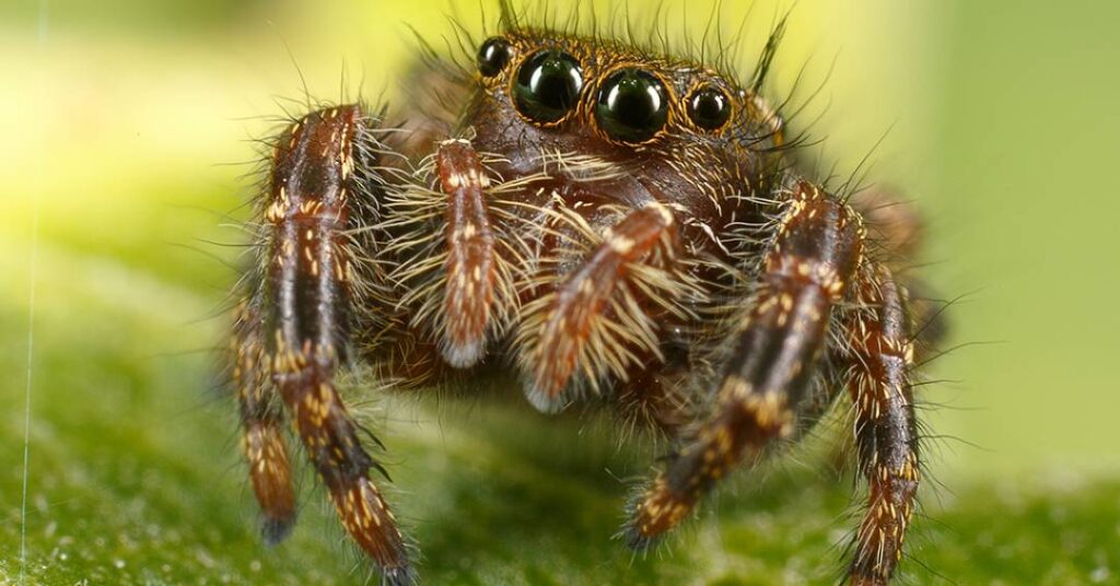 Quem são as “papa-moscas”, aranhas fofas que possuem supervisão