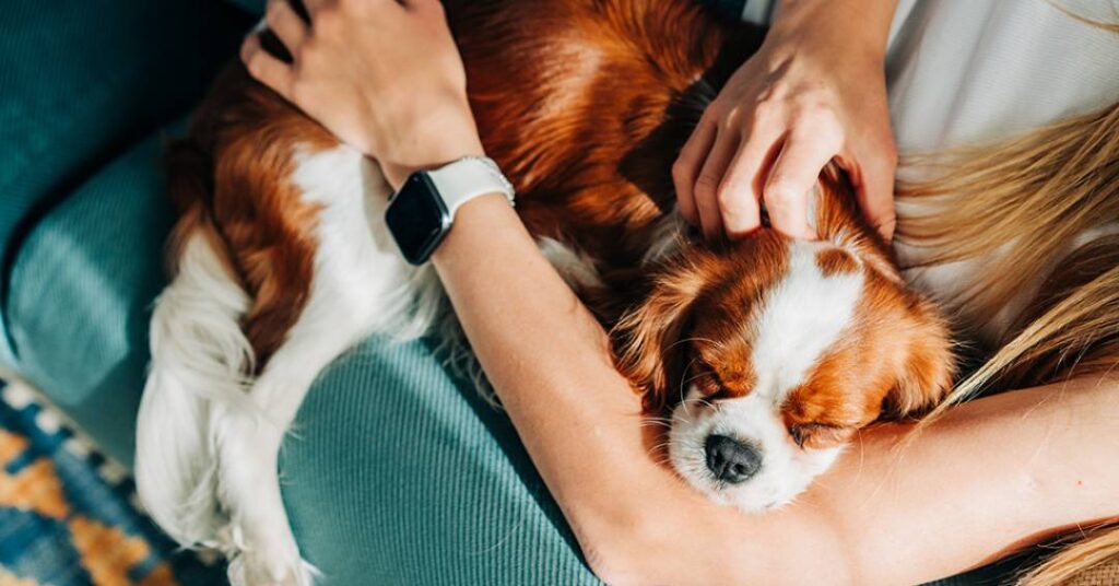 Pets influenciam cada vez mais as decisões de vida de seus tutores