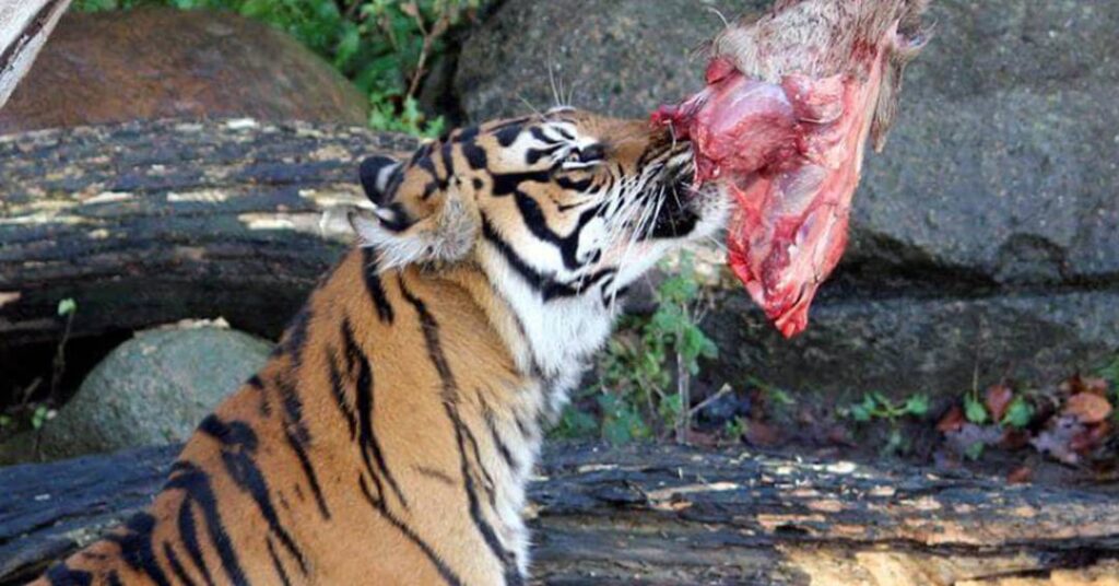 Zoológico dinamarquês pede doações de animais domésticos para alimentar predadores