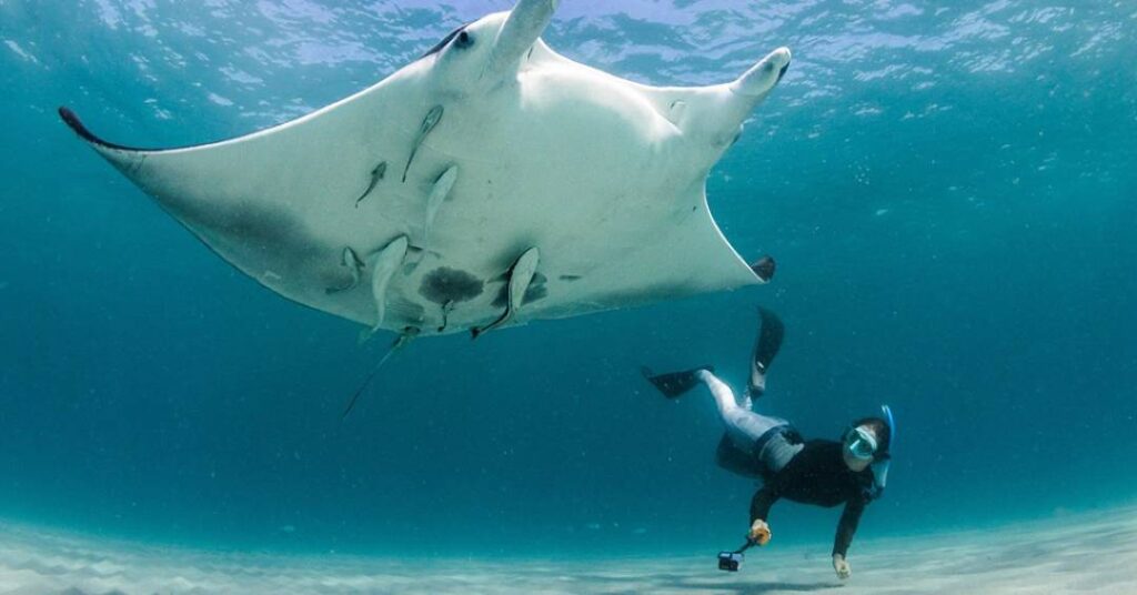 Nova espécie de raia-manta brasileira é descoberta e nomeada em homenagem à Iara