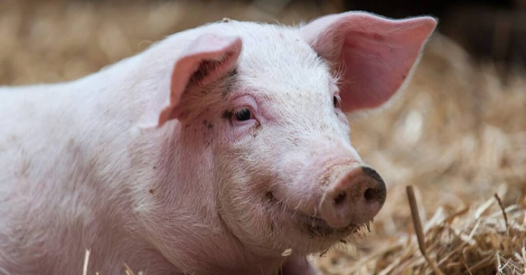 Cirurgiões fizeram transplante de pulmão de porco para pessoa com morte cerebral