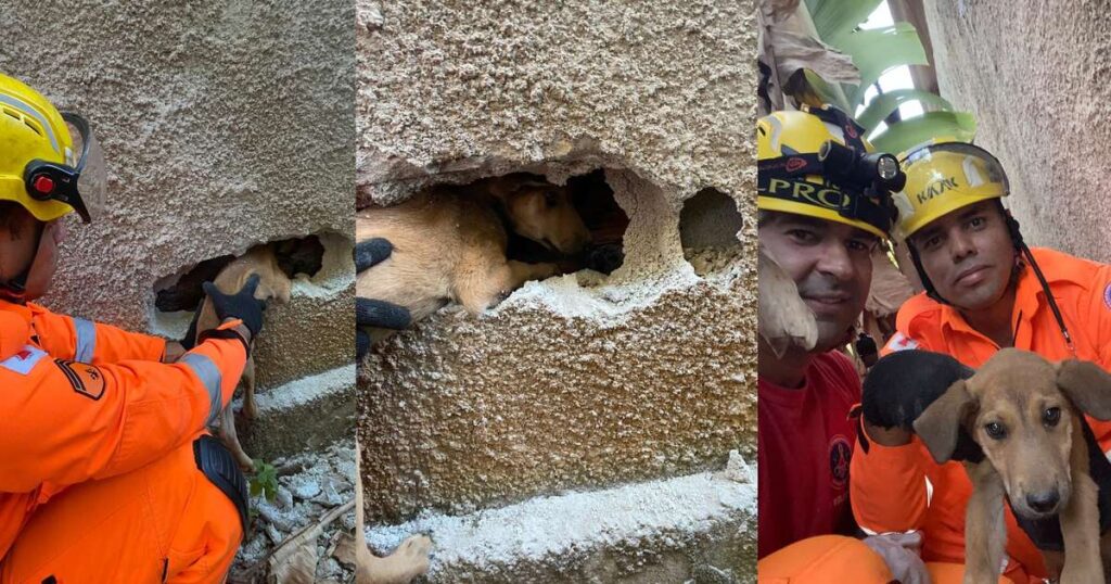 Filhote é salvo após 2 dias preso entre muros em MG