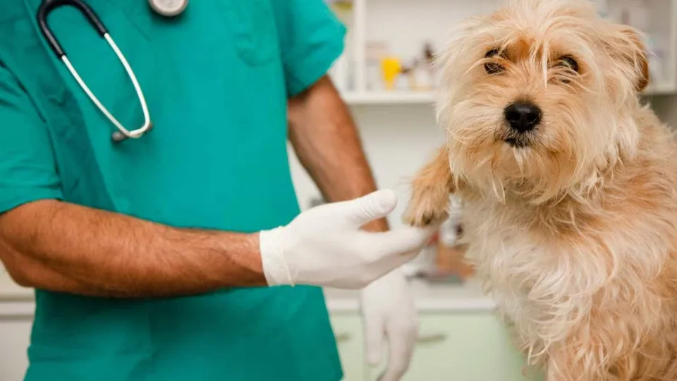 Com que frequência levar seu pet ao veterinário?
