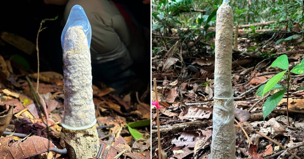 Cientistas recorrem a preservativos para entender torres de cigarras na Amazônia