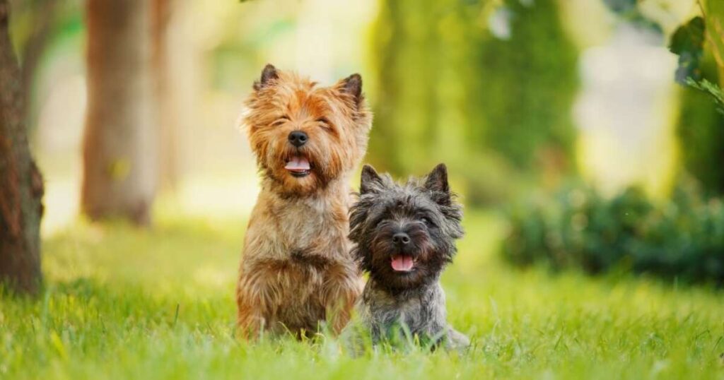 4 características do cachorro da raça cairn terrier