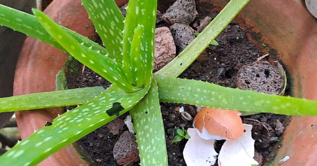 Essas são as plantas que mais gostam de cascas de ovo. Elas crescem rápido e mais fortes