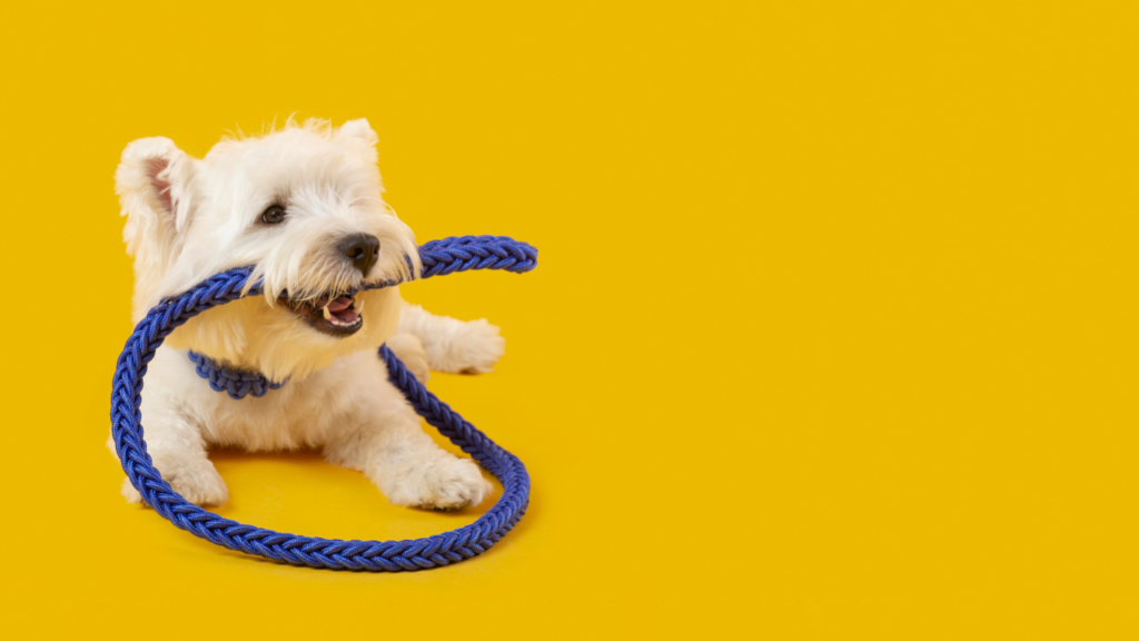 Cachorro e crianças aprendem da mesma forma? Descubra!