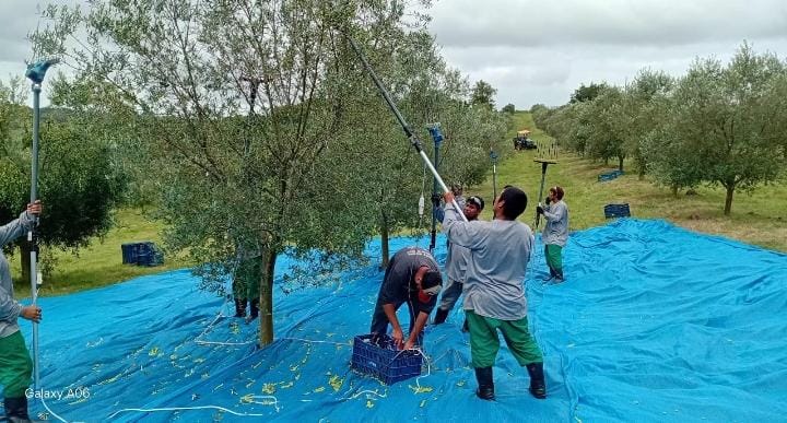 Colheitas manuais, exploração sistemática: o trabalho indígena e as violações de direitos nas cadeias produtivas agrícolas