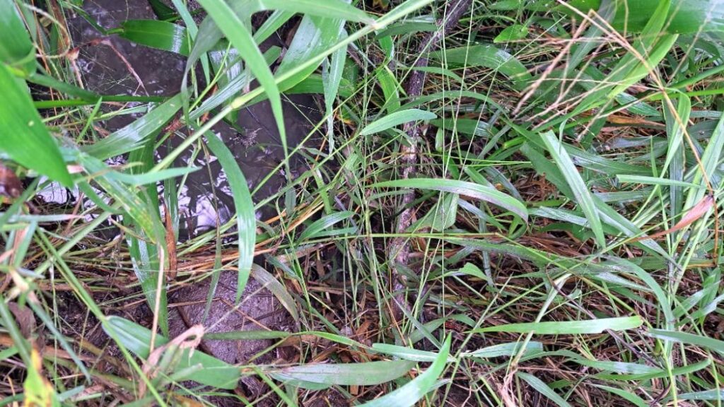 Mesmo com ação judicial, esgoto continua sendo despejado em território Mbya Guarani